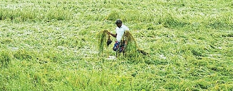 கடலூர் மாவட்டம் காட்டுமன்னார்கோவில் அருகே உள்ள பழஞ்சநல்லூர் கிராமத்தில் மழை வெள்ளத்தால் பாதிக்கப்பட்ட நெல் வயல். படம்: க.ரமேஷ்