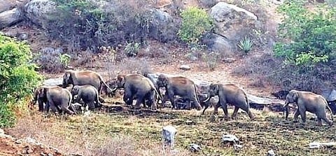 கிருஷ்ணகிரி மாவட்டத்தில் வனப்பகுதிகளில் சுற்றித்திரியும் யானைக்கூட்டம். (கோப்புப் படம்)