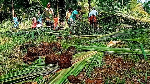ஒட்டன்சத்திரம் மலையடிவார விவசாய நிலங்களில் காட்டு யானைகள் புகுந்ததால் தென்னை மரங்கள் சேதம்