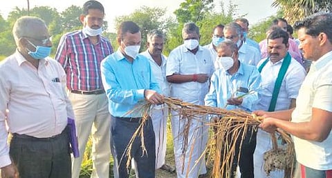 காட்டுமன்னார்கோவில் அருகே உள்ள பழஞ்சநல்லூர் கிராமத்தில் வேளாண் இயக்குநர் தட்சிணாமூர்த்தி மழை வெள்ளத்தினால் அழுகிய நெல் பயிரை பார்வையிட்டு ஆய்வு செய்தார்.