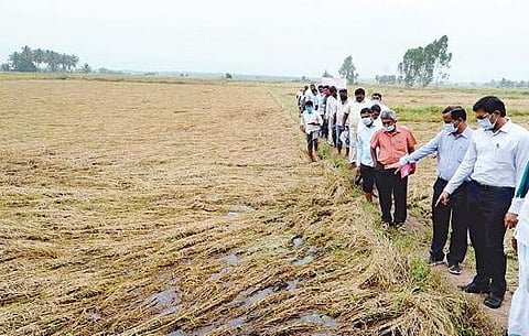 தஞ்சாவூர் மாவட்டம் உளூர் பகுதியில் தொடர் மழையால் பாதிக்கப்பட்ட அறுவடைக்கு தயாரான நெற்கதிர்களை நேற்று ஆய்வு செய்கிறார் வேளாண்மைத் துறை இயக்குநர் தட்சிணாமூர்த்தி. உடன், ஆட்சியர் கோவிந்தராவ் உள்ளிட்டோர்.