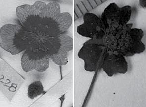 மேத்யூ கோஸ்கி