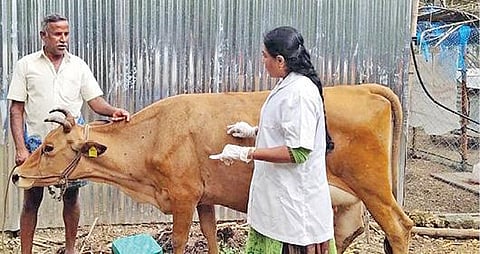 பொங்கலூர் பகுதியில் பாதிக்கப்பட்ட மாட்டை பார்வையிடும் கால்நடை மருத்துவப் பேராசிரியருடன் விவசாயி.