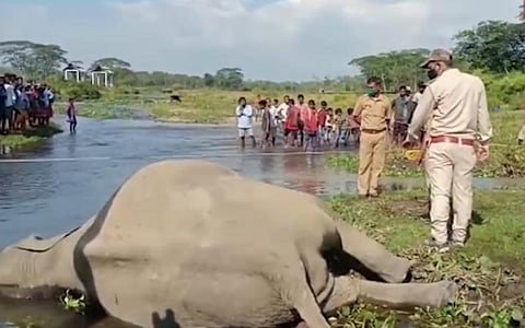 மேற்கு வஙகத்தில் மின்சாரம் தாக்கி உயிரிழந்த யானையின் சடலம்
