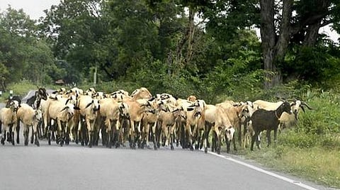 பேரிடர் பாதுகாப்பில் கால்நடைகள் பராமரிப்பையும் கருத்தில் கொள்ள வேண்டும்