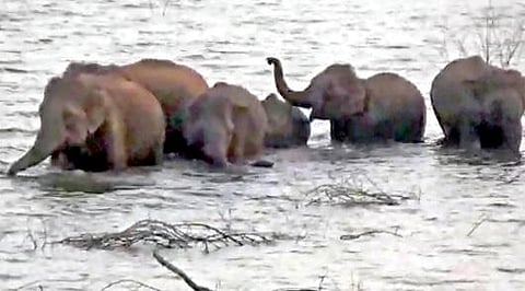 பவானிசாகர் அணையில் உற்சாகக் குளியல் போடும் யானைகள்.