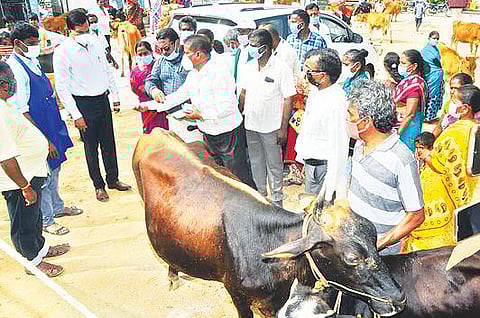 ராணிப்பேட்டை மாவட்டத்தில் கால்நடைகளுக்கான மருத்துவ முகாமை தொடங்கி வைத்த ஆட்சியர் கிளாட்ஸ்டன் புஷ்பராஜ்.