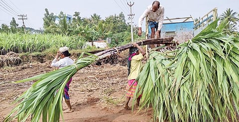 கொண்டையம்பேட்டை பகுதியில் தோட்டத்தில் இருந்து கொள்முதல் செய்யப்பட்ட செங்கரும்புகளை ரேஷன் கடைகளுக்கு கொண்டுச் செல்வதற்காக வேனில் ஏற்றும் தொழிலாளர்கள். படம்: ஜெ.ஞானசேகர்