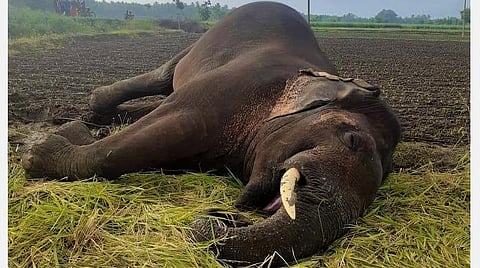 கோவை செம்மேடு பகுதியில் மின்வேலியில் சிக்கி உயிரிழந்த ஆண் யானை.