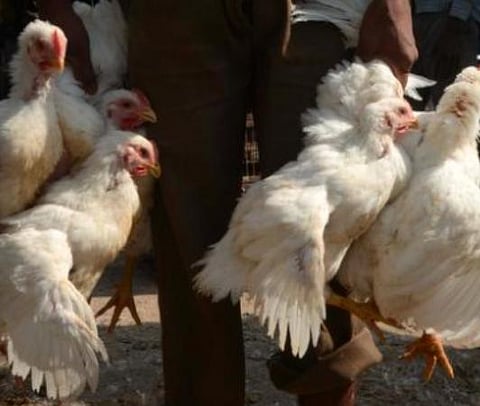 பிரதிநிதித்துவப் படம்