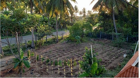 மியாவாக்கி முறையில் அனீஷ் ராஜ்குமார் உருவாக்கிய குறுங்காடு.
