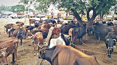 சேலம் காரிப்பட்டி அடுத்த மின்னாம்பள்ளி சந்தையில் விற்பனைக்கு கொண்டு வரப்பட்ட மாடுகள்.