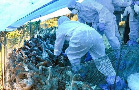 பறவைக்காய்ச்சல் அபாயம்: கண்காணிக்க டெல்லியில் கட்டுப்பாட்டு அறை அமைப்பு