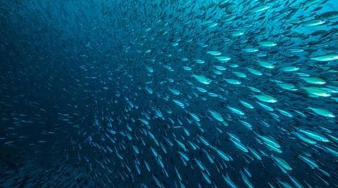 கடல்சார் பொருளாதாரம் தற்சார்பு இந்தியாவுக்கு முக்கிய ஆதாரமாக இருக்கும்: பிரதமர் மோடி நம்பிக்கை