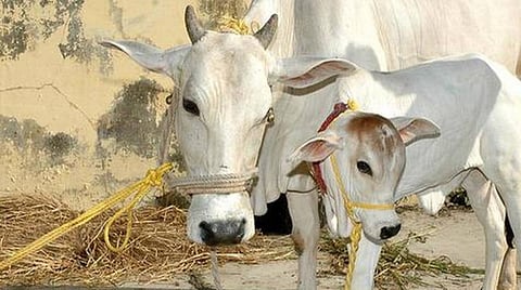 பிப். 25-ல் தேசிய அளவிலான ‘பசு அறிவியல்’ தேர்வு: உயர்நிலைப் பள்ளி, கல்லூரி மாணவர்கள் பங்கேற்கலாம்