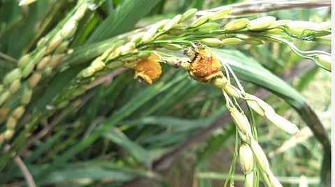 பழநோயால் பாதிக்கப்பட்ட நெற்பயிர்.