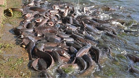 ஆப்பிரிக்க கெளுத்தி மீன் வளர்ப்போர் மீது நடவடிக்கை: தென்காசி மாவட்ட ஆட்சியர் எச்சரிக்கை