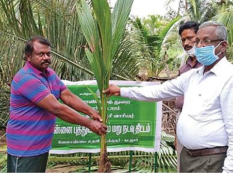 கடலூர் அருகே சங்கொலிக்குப்பத்தில் காய்ந்த தொன்னை மரம் வேளாண் துறையால் அகற்றப்பட்டது.