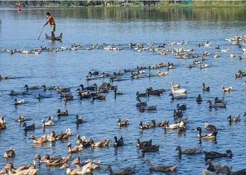 பறவைக் காய்ச்சல்; உயிரியல் பூங்காக்கள், கோழிப் பண்ணைகளில் கண்காணிப்பு: மத்திய அரசு அறிவுறுத்தல்