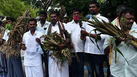 விளாத்திகுளத்தில் தொடர் மழையால் பயிர்கள் அழுகி சேதம்: இழப்பீடு வழங்கக் கோரி விவசாயிகள் மனு