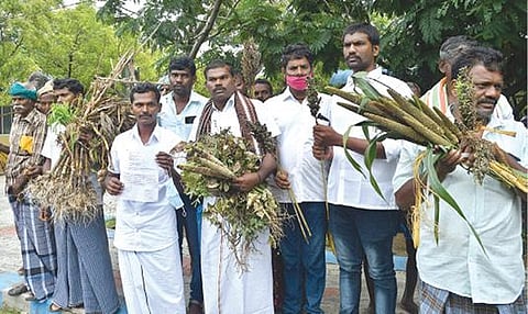 மழை வெள்ளத்தால் சேதமடைந்த பயிர்களுக்கு உரிய இழப்பீடு வழங்கக் கோரி அழுகிய பயிர்களுடன் ஆட்சியர் அலுவலகத்துக்கு மனு அளிக்க வந்த ஆற்றங்கரை பகுதி விவசாயிகள். படம்: என்.ராஜேஷ்