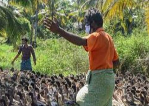 10 மாநிலங்களில் பறவை காய்ச்சல்: மத்திய அரசு எச்சரிக்கை