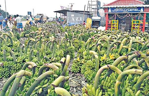 பொங்கல் பண்டிகை விற்பனைக்காக தலைவாசல் தினசரி காய்கறி மார்க்கெட்டில் விற்பனைக்கு வைக்கப்பட்டுள்ள வாழைத்தார்கள்.