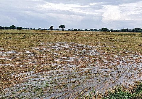 கடலூர் மாவட்டம் குமராட்சி அருகே கீழக்கரை கிராமத்தில் தொடர் மழையால் அறுவடைக்கு தயாரான நெற் பயிர்கள் சாய்ந்துள்ளன.