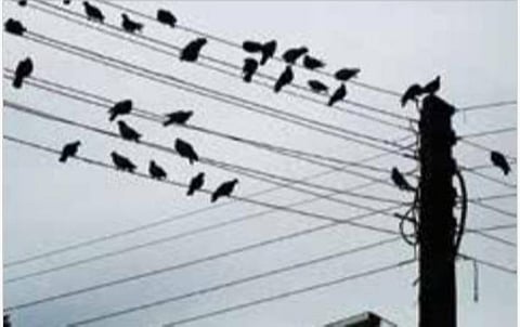 டிங்குவிடம் கேளுங்கள்: மின்கம்பியில் உட்காரும் காகம் தப்பிப்பது எப்படி?