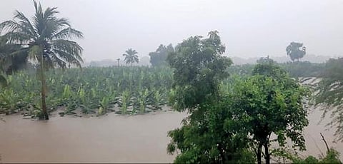 தூத்துக்குடி மாவட்டம் கருங்குளத்தில் நெல் வயலுக்குள் புகுந்த வெள்ளம்