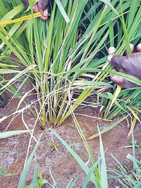 பருவநிலை மாற்றத்தால் நெற்பயிரைத் தாக்கும் நோய்கள்: பாதுகாப்பு முறைகள் குறித்து வேளாண் விஞ்ஞானிகள் விளக்கம்