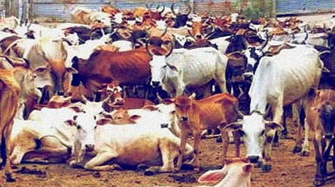 பசுவதை தடுப்பு சட்டத்தின் கீழ் கர்நாடகாவில் முதல் வழக்கு பதிவு: மாடுகளை ஏற்றி சென்ற வாகனம் பறிமுதல்