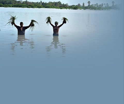 கண்ணீரில் தத்தளிக்கும் காவிரிப் படுகை விவசாயிகள்