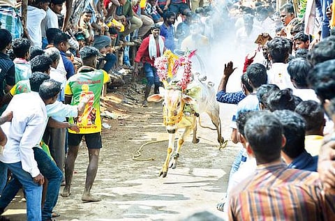 காட்பாடி அடுத்த பனமடங்கி கிராமத்தில் நடைபெற்ற எருது விடும் திருவிழாவில் இலக்கை நோக்கி சீறிபாயும் காளை.