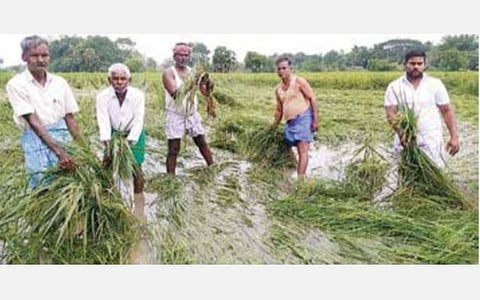 அறுவடைக்கு தயாராக இருந்த 2 லட்சம் ஏக்கர் நெற்பயிர் சேதம்: திருவாரூர் மாவட்ட விவசாயிகள் கவலை