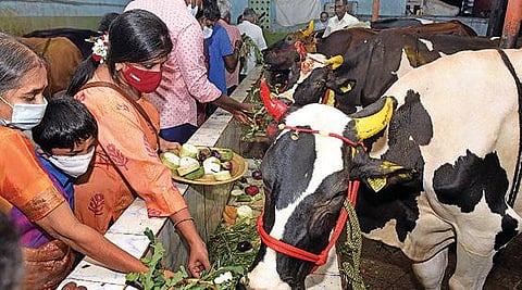 திண்டிவனம் அவரப்பாக்கத்தில் உள்ள ஒரு வீட்டின் வாசலில் மாடு உருவம் பொறித்த கோலம் அருகே மாடு ஒன்று வந்து படுத்துக் கொள்ள, அக்குடும்பத்தினர் மாட்டை வணங்கி படையலிட்டு வழிபட்டனர்.