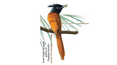 வேதிவால் குருவியைத் தேடி...