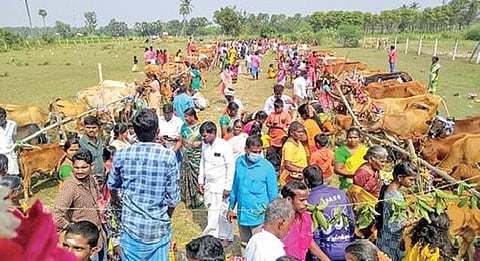 காஞ்சிபுரம் அருகே கூழமந்தல் ஏரிக்கரையில் நட்சத்திர விநாயகர் கோயிலில் நடைபெற்ற 108 கோ பூஜை.