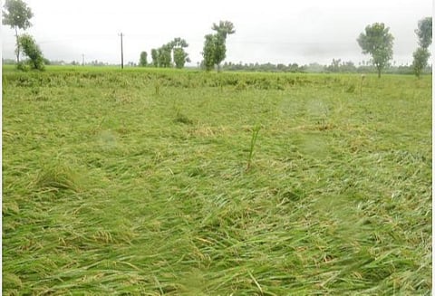 தவிக்கும் டெல்டா விவசாயிகளுக்குப் போர்க்கால அடிப்படையில் இழப்பீடு: வேல்முருகன் வேண்டுகோள்