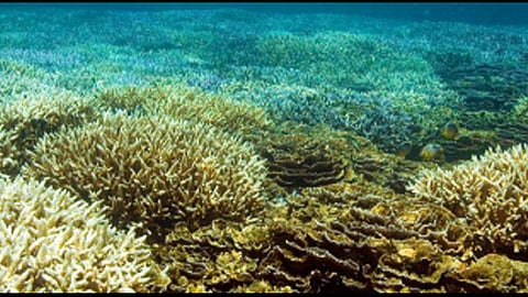 மன்னார் வளைகுடா பவளப் பாறை.