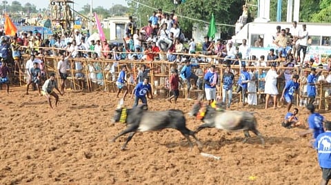 சிவகங்கை அருகே விழாவுக்கு வந்தவர்களுக்குப் போட்டி போட்டு விருந்தளித்த கிராம மக்கள்; மஞ்சுவிரட்டில் 600 காளைகள் பங்கேற்பு: 80 பேர் காயம்