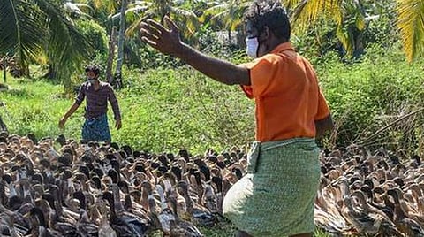 பறவைக்காய்ச்சல்; பண்ணை பறவைகளை அழிக்கும் நடவடிக்கைகள் தீவிரம்