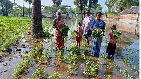 திருப்புல்லாணி அருகே கட்டையன் பேரன் வளைவு கிராமத்தில் முத்துலெட்சுமி என்பவரது நிலக்கடலை வயலில் தேங்கியுள்ள மழைநீர்.