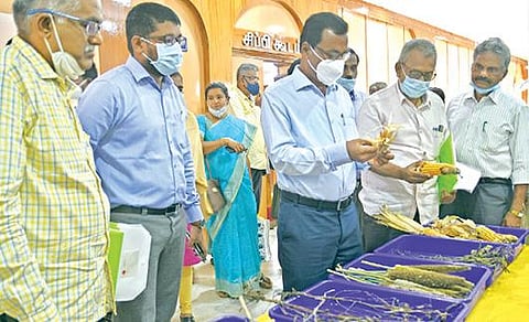 தூத்துக்குடி மாவட்ட ஆட்சியர் அலுவலகத்தில் காட்சிக்கு வைக்கப்பட்டிருந்த மழை வெள்ளத்தால் பாதிக்கப்பட்ட பயிர்களை தமிழக அரசின் வேளாண்மைத்துறை இயக்குநர் வி.தட்சிணாமூர்த்தி பார்வையிட்டார். படம்: என்.ராஜேஷ்