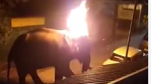 நீலகிரியில் காட்டு யானைக்குத் தீ வைத்துச் சித்திரவதை செய்தது அம்பலம்: சமூக வலைதளங்களில் வெளியான வீடியோ