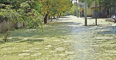 தூத்துக்குடி சி.வா.அரசு மேல்நிலைப்பள்ளி அலுவலக வளாகத்தில் பாசி படர்ந்து குளம் போல தேங்கி நிற்கும் மழைநீர். படம்: என்.ராஜேஷ்