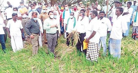 புவனகிரி அருகே உள்ள அழிச்சிக்குடியில் மழையால் பாதிக்கப்பட்ட நெற்பயிரினை ஆட்சியர் சந்திரசேகர் சாகமூரி பார்வையிட்டு ஆய்வு செய்தார்.
