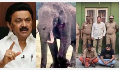 யானையைக் கொன்றவர்களைச் சட்டத்தின் சந்து பொந்துகளில் தப்பிக்காதபடி விரைந்து தண்டிக்க வேண்டும்: ஸ்டாலின்