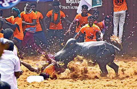 கூலமேட்டில் நடந்த ஜல்லிக்கட்டில் தன் திமிலை அடக்க முயன்ற வீரரை தரையில் போட்டு புரட்டி எடுத்த காளை. படம்: எஸ்.குரு பிரசாத்