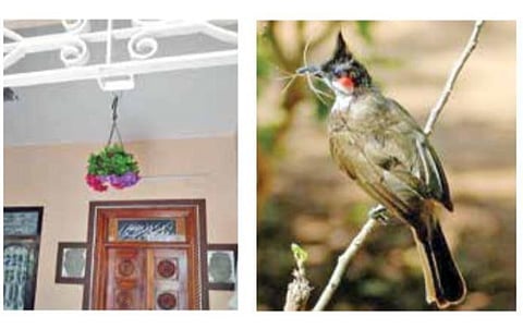 திருக்கழுக்குன்றத்தில் அரிய வகையை சேர்ந்த புல்புல் தாரா பறவைக்காக வீட்டிலிருந்து வெளியேறிய குடும்பத்தினர்